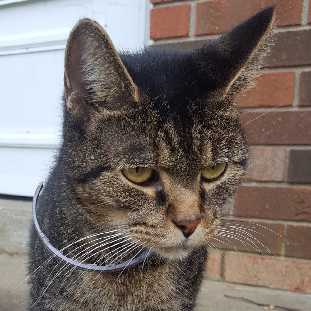 Meet your Posher, Lisa